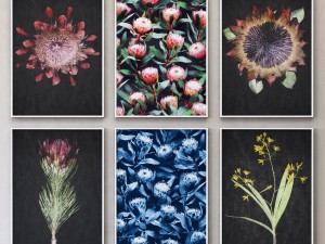 proteas framed set-01 3Dモデル