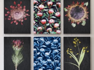 proteas framed set-01 3Dモデル