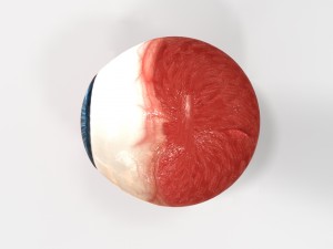 realistic human eye 3D Model