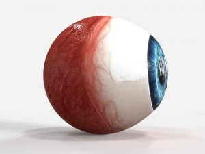 realistic human eye 3D Model