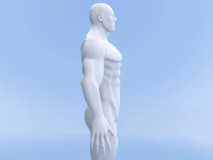 male base mesh 3D Model