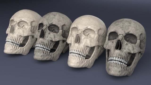 human skull Model 3D .c4d .max .obj .3ds .fbx .stl .blend 