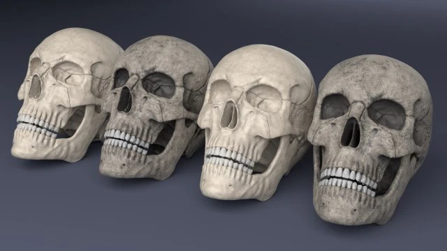 menschlicher Sch&auml;del 3D Modell .c4d .max .obj .3ds .fbx .stl .blend 