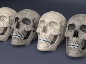 human skull 3D मॉडल