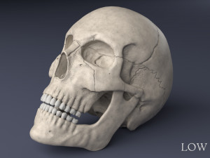 human skull Model 3D
