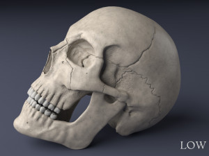 human skull Model 3D
