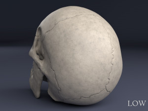 human skull Model 3D