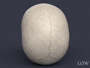 human skull Model 3D