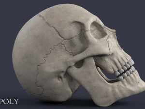 menschlicher Sch&auml;del 3D Modell