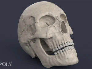 menschlicher Sch&auml;del 3D Modell