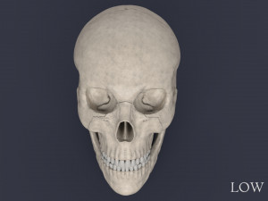 human skull Model 3D