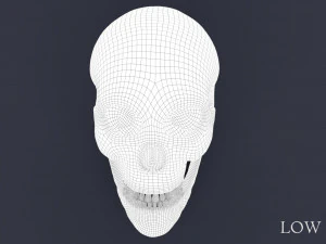 menschlicher Sch&auml;del 3D Modell