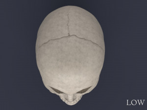human skull Model 3D