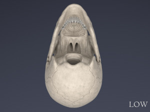 human skull Model 3D