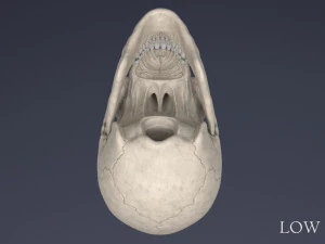menschlicher Sch&auml;del 3D Modell