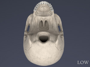 human skull Model 3D