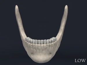 menschlicher Sch&auml;del 3D Modell