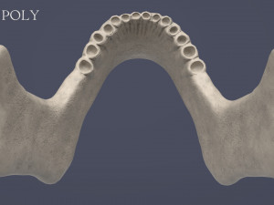 human skull Model 3D