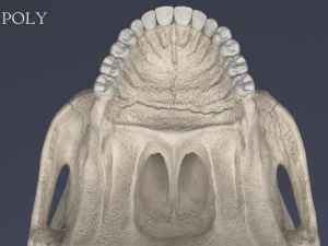 menschlicher Sch&auml;del 3D Modell