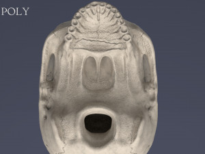 human skull Model 3D