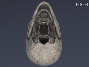 human skull Model 3D