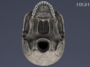 human skull Model 3D