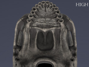 human skull Model 3D