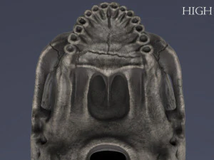 menschlicher Sch&auml;del 3D Modell