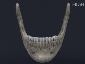 menschlicher Sch&auml;del 3D Modell