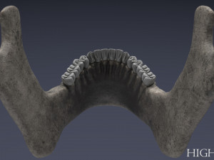 human skull Model 3D