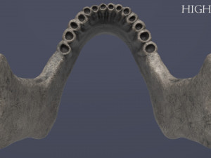 human skull Model 3D