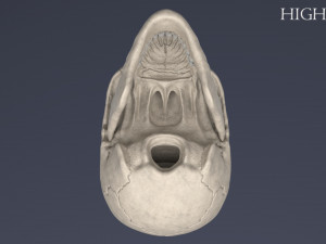 human skull Model 3D