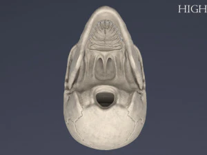menschlicher Sch&auml;del 3D Modell