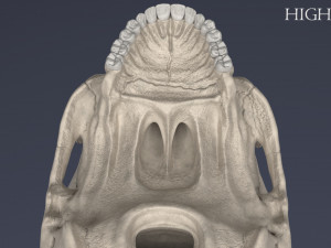 human skull Model 3D