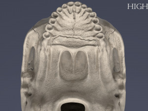 human skull Model 3D