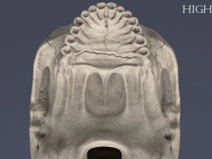 menschlicher Sch&auml;del 3D Modell