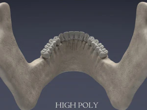 menschlicher Sch&auml;del 3D Modell