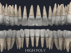 menschlicher Sch&auml;del 3D Modell