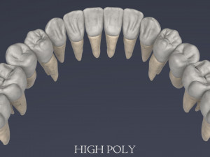 human skull Model 3D