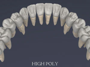 menschlicher Sch&auml;del 3D Modell