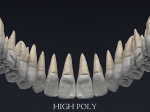 human skull Model 3D