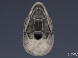 human skull Model 3D