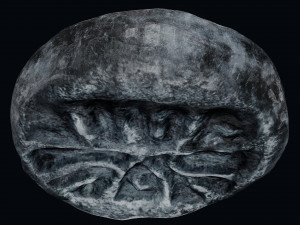 Lycia Coin 3D-Modell