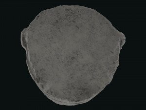 Seleukos Bust 3Dモデル