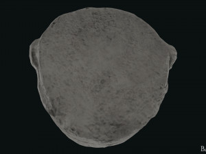 Seleukos Bust 3Dモデル