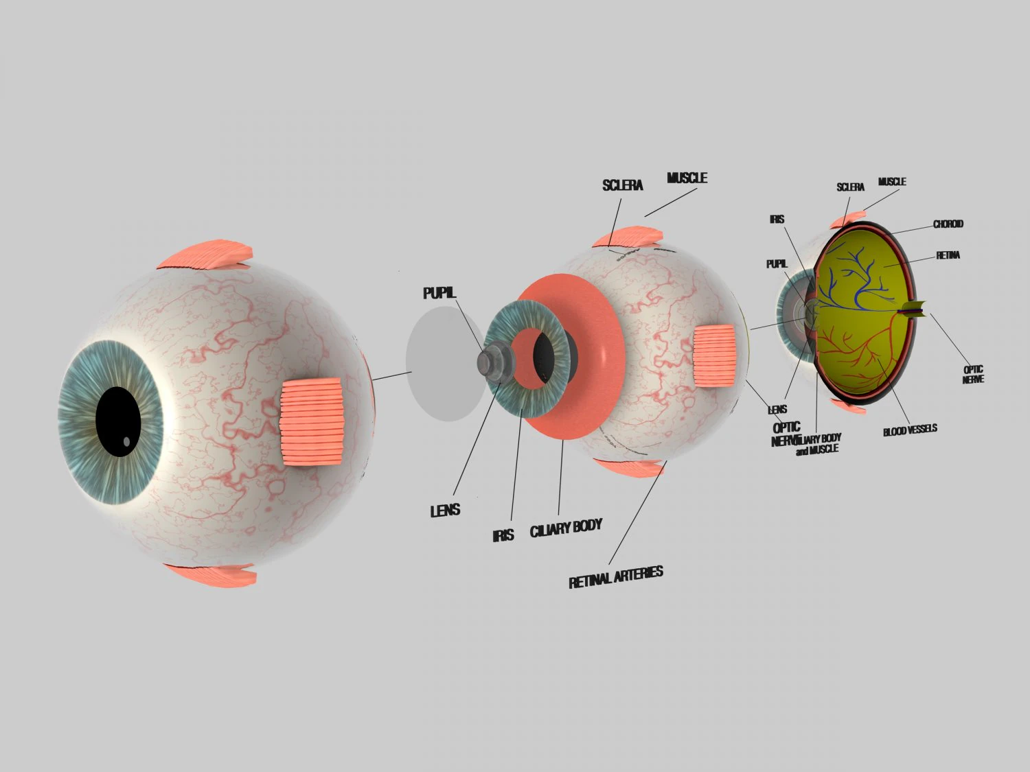 human eye education 3D Model .c4d .max .obj .3ds .fbx .stl .blend 