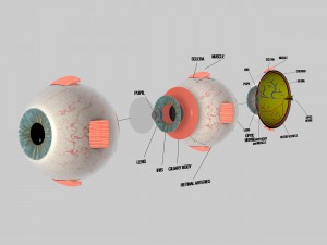 human eye education 3D Model