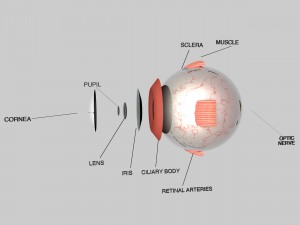 human eye education 3D Model