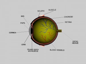 human eye education 3D Model