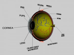 human eye education 3D Model